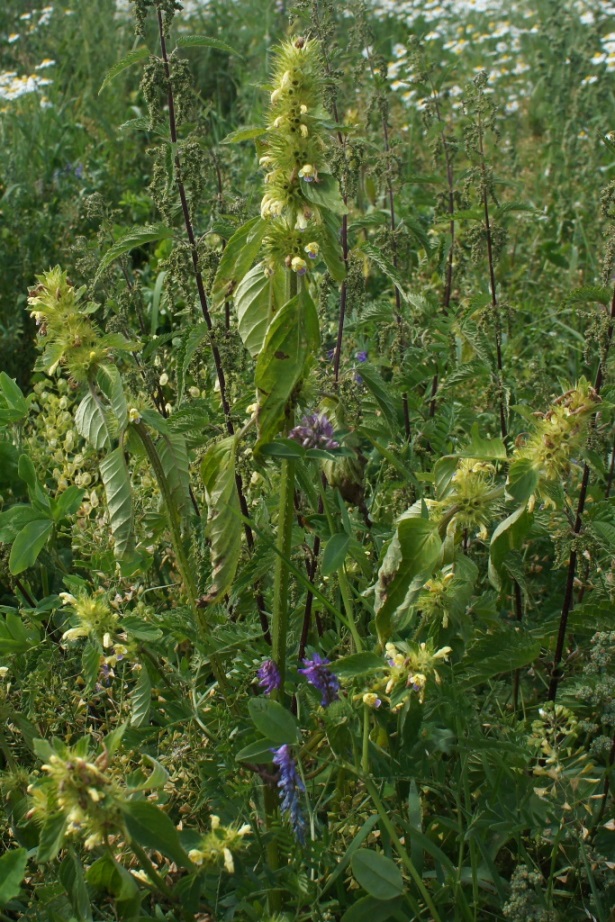 Image of Galeopsis speciosa specimen.