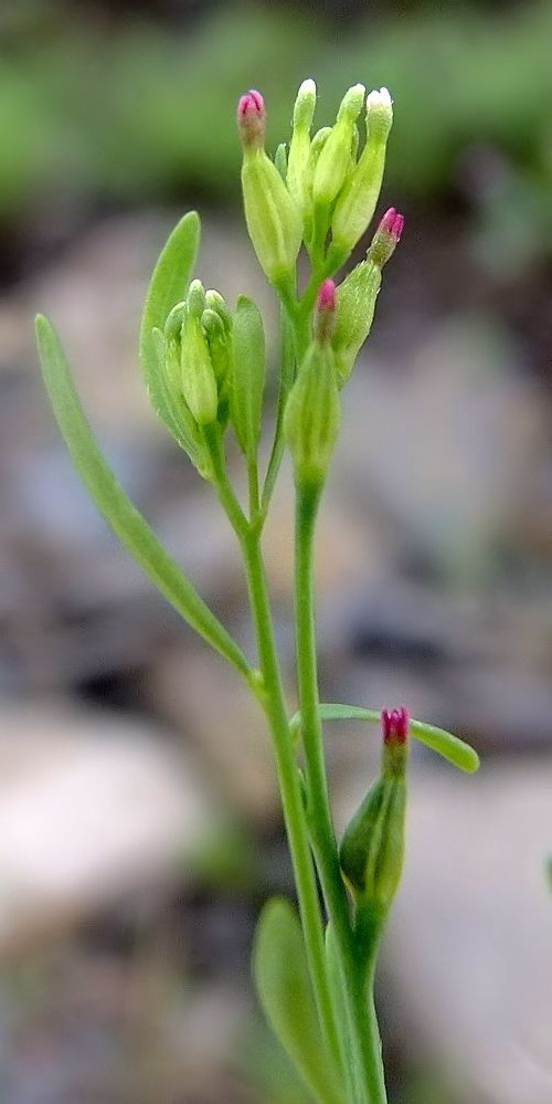 Image of Diarthron linifolium specimen.