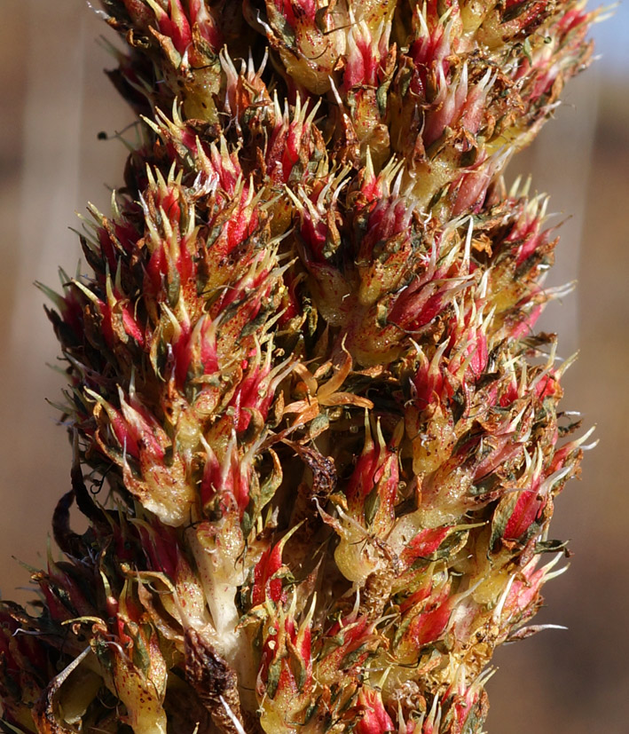 Image of Orostachys spinosa specimen.