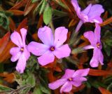 Смотреть изображение Phlox amoena