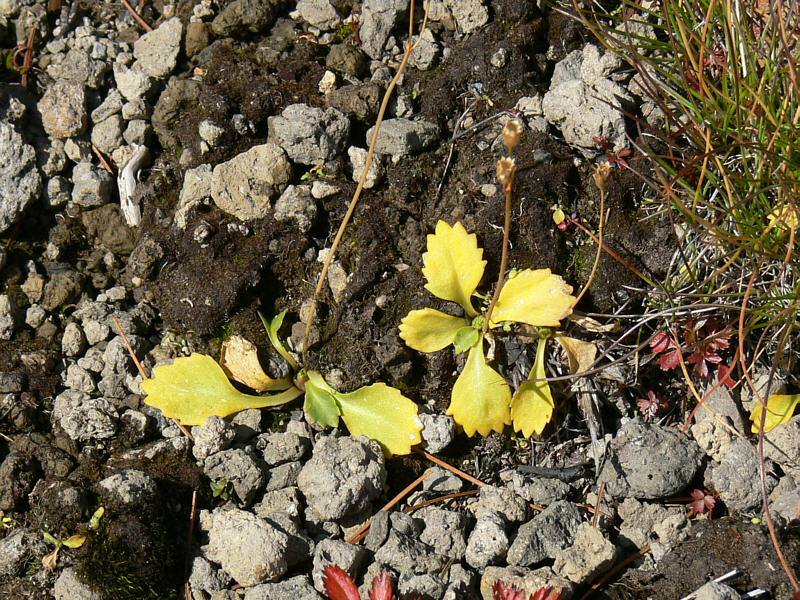 Image of Primula cuneifolia specimen.