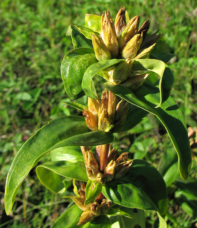 Image of Gentiana cruciata specimen.