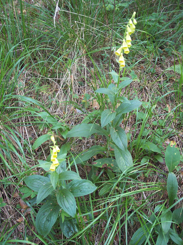 Изображение особи Digitalis grandiflora.