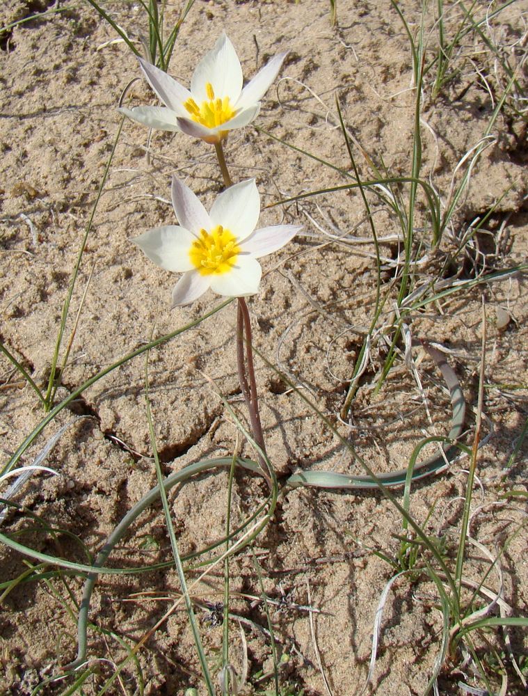 Изображение особи Tulipa buhseana.