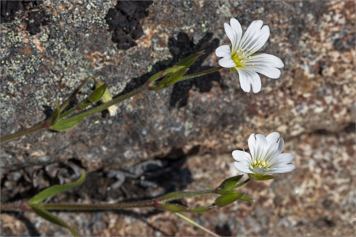 Изображение особи Cerastium alpinum.