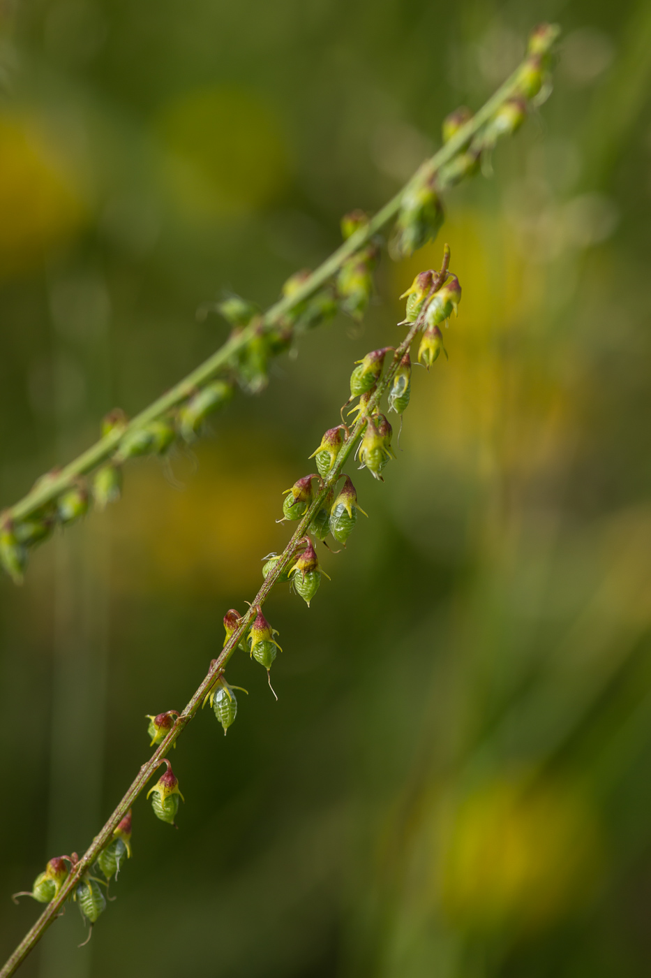 Изображение особи Melilotus officinalis.