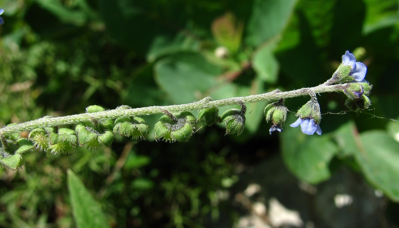 Image of Paracynoglossum glochidiatum specimen.