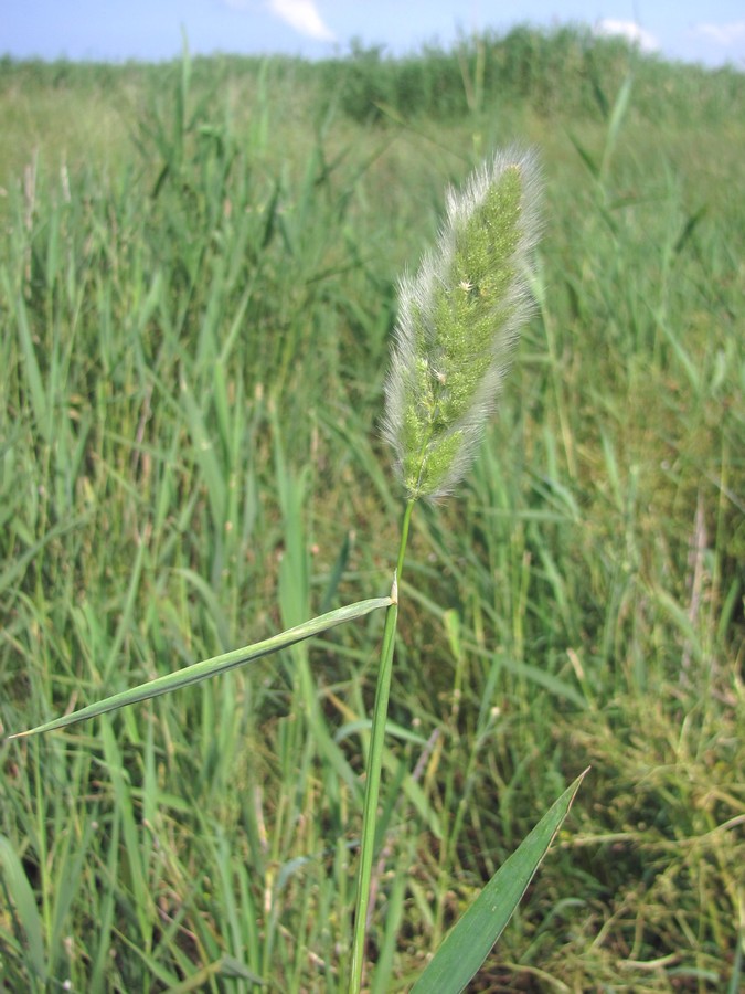 Image of Polypogon monspeliensis specimen.