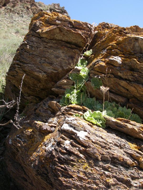 Изображение особи Rosularia platyphylla.