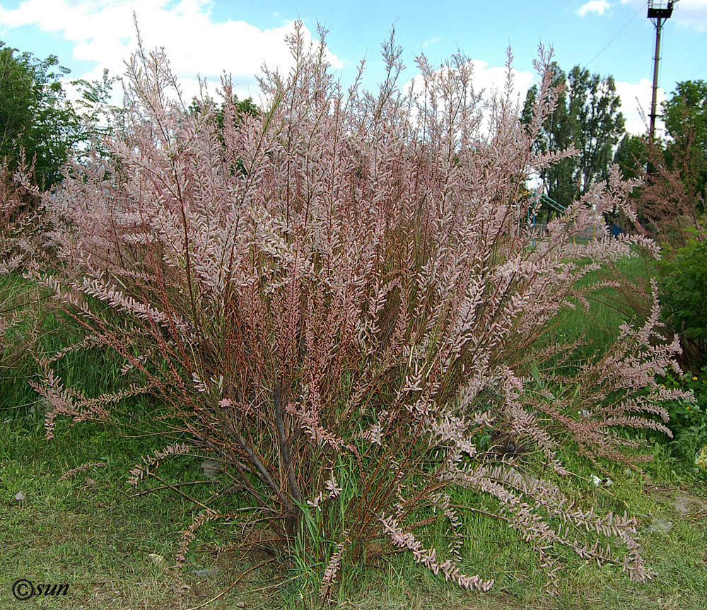 Image of genus Tamarix specimen.