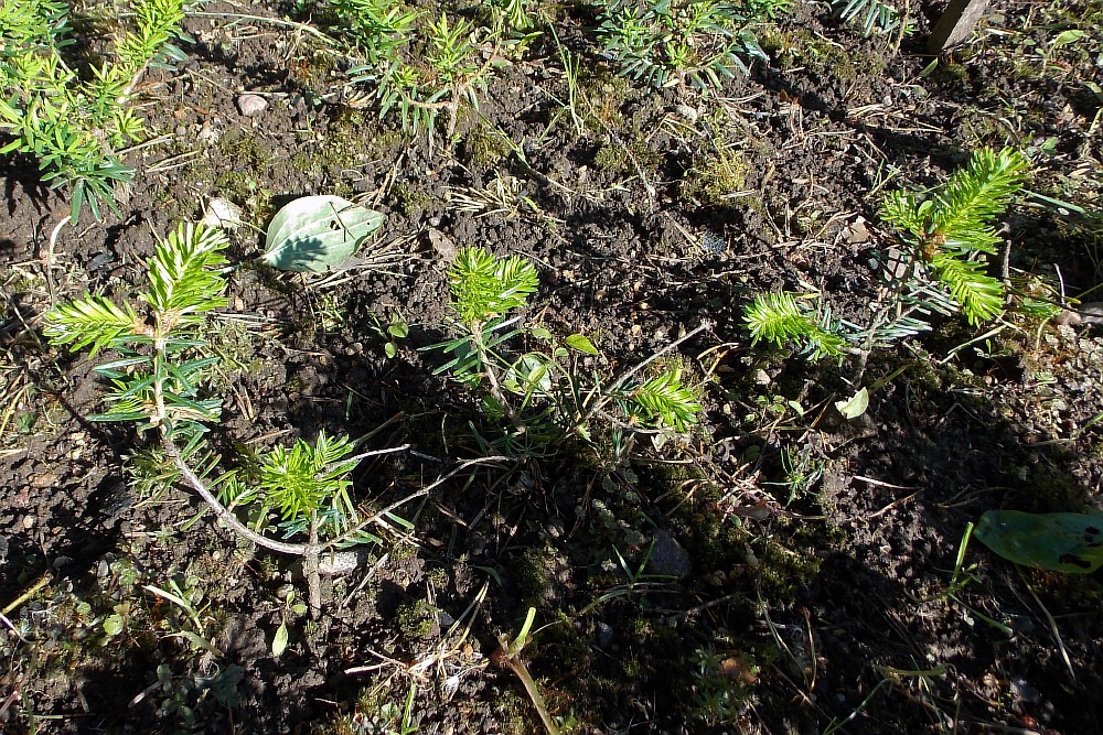 Изображение особи Abies lasiocarpa.