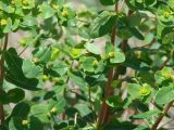 Euphorbia jenisseiensis. Соцветия. Иркутская обл., Иркутский р-н, долина р. Иркут, луг. 03.06.2014.
