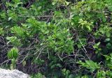 Premna serratifolia. Ветви плодоносящего кустарника. Таиланд, остров Тао, каменистое побережье. 26.06.2013.