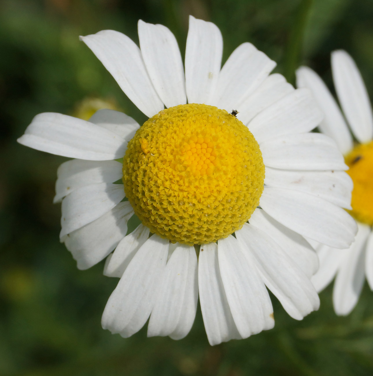 Image of Tripleurospermum inodorum specimen.