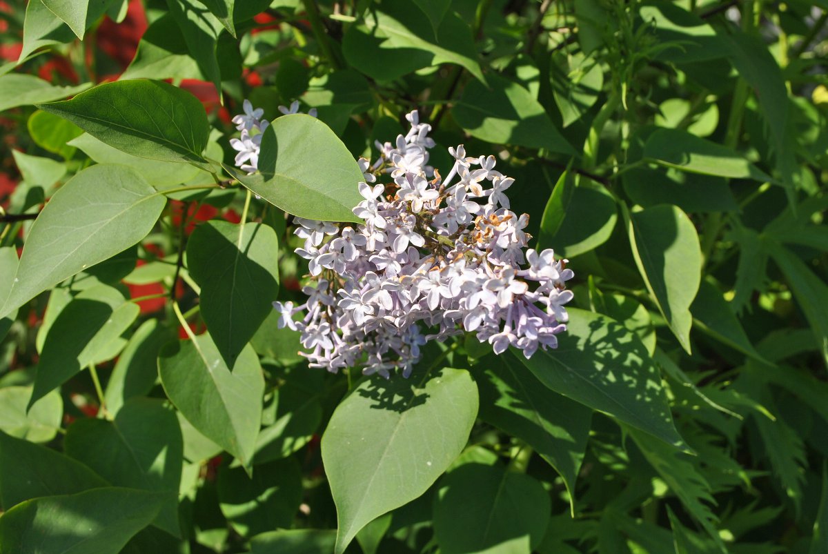 Image of Syringa vulgaris specimen.