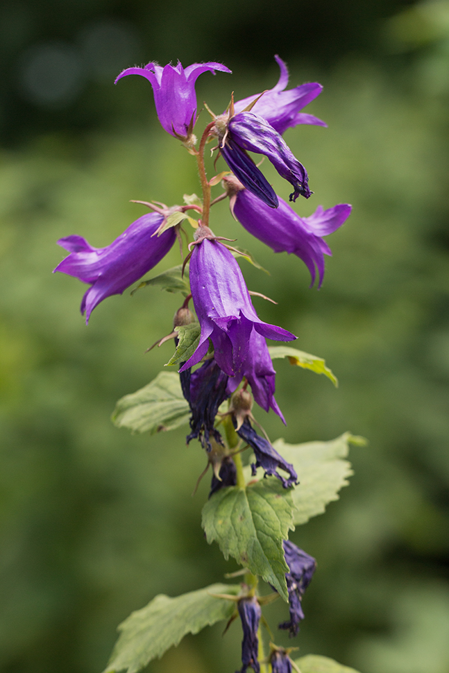 Изображение особи Campanula latifolia.