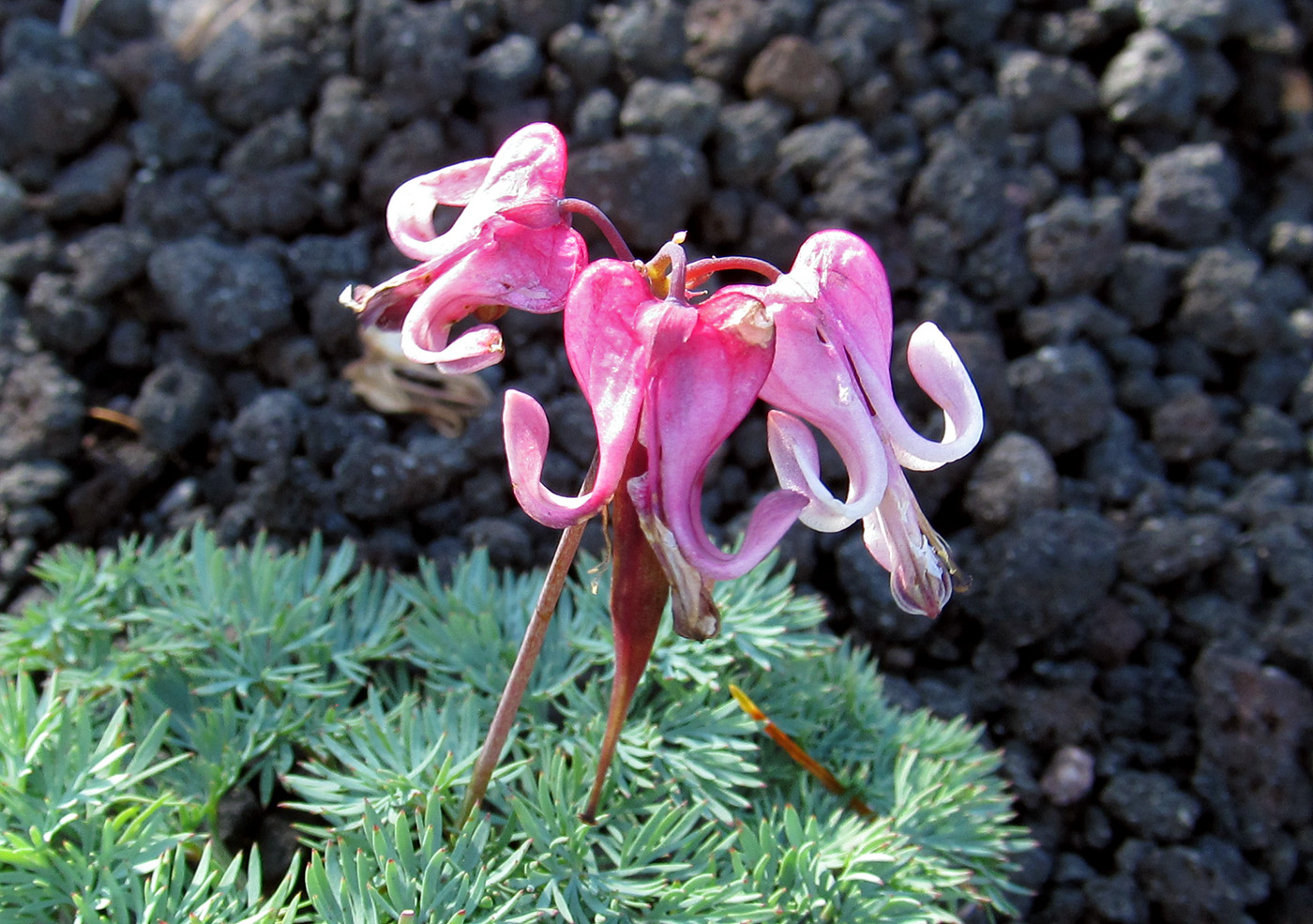 Image of Dicentra peregrina specimen.