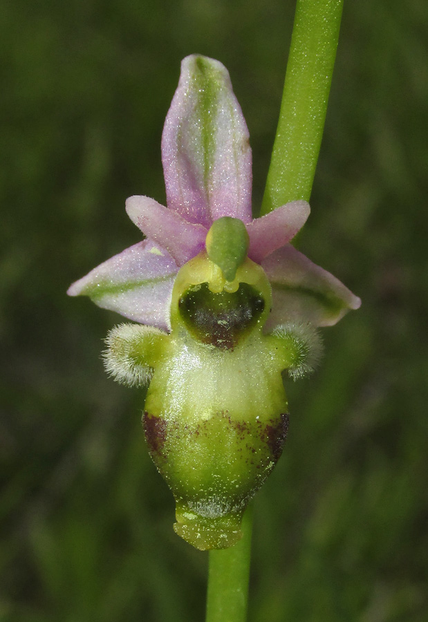 Image of Ophrys oestrifera specimen.