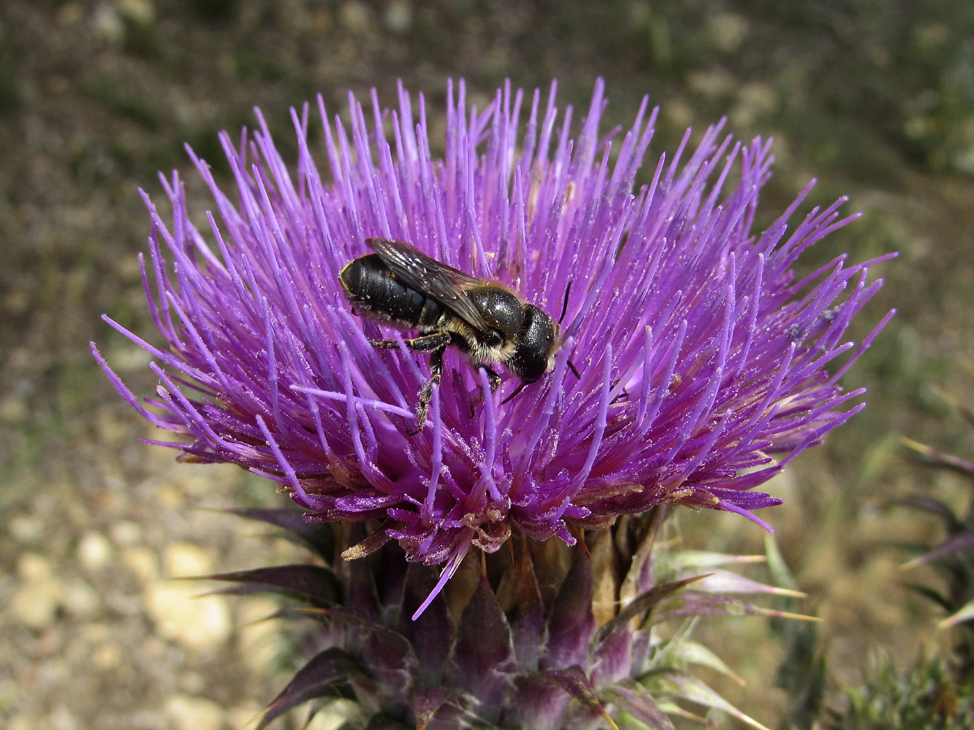 Image of Onopordum illyricum specimen.