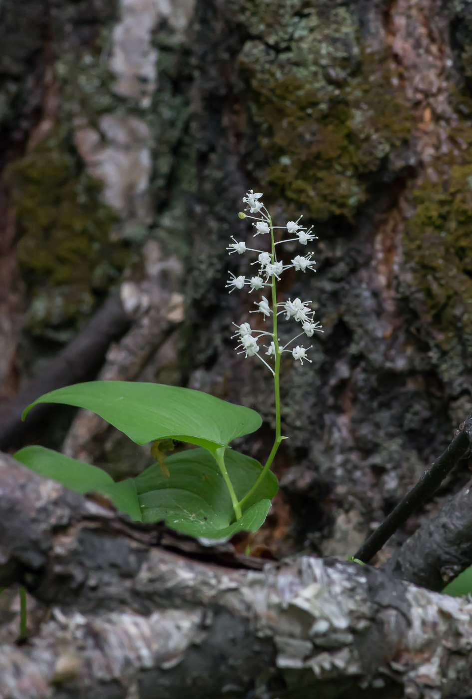 Image of Maianthemum bifolium specimen.