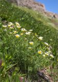 Glebionis coronaria. Цветущие растения; на переднем плане слева - побеги Carpobrotus. Греция, о. Крит, Ретимно (Ρέθυμνο), подножие крепости Фортецца. 29.04.2014.