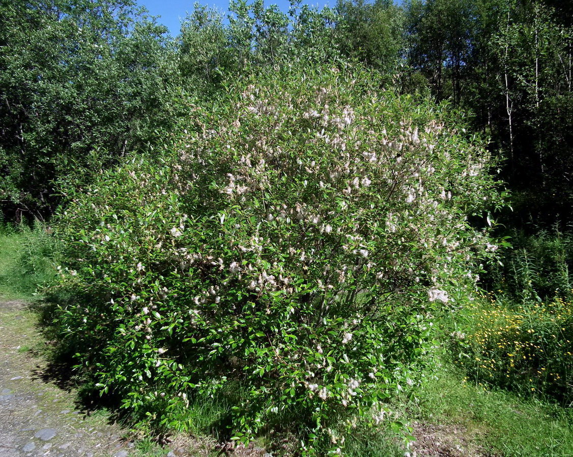 Image of Salix phylicifolia specimen.