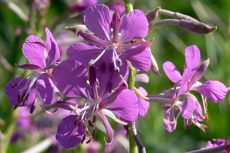 Image of Chamaenerion angustifolium specimen.