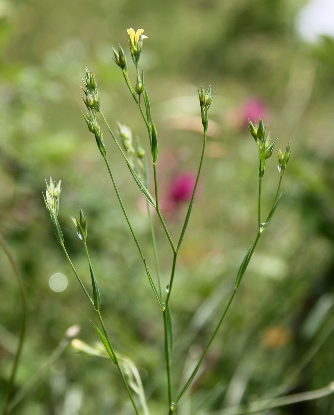 Image of Linum corymbulosum specimen.