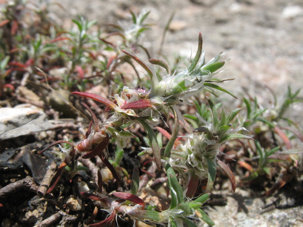 Image of Polygonum paronychioides specimen.