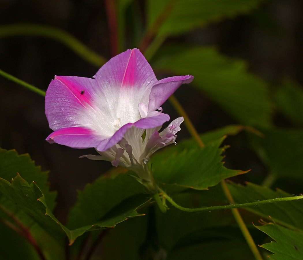 Image of Ipomoea purpurea specimen.