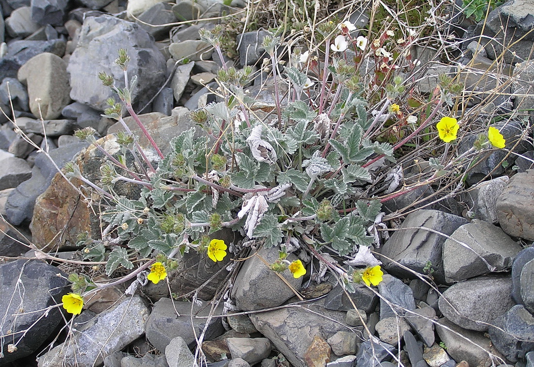 Image of Potentilla crebridens specimen.