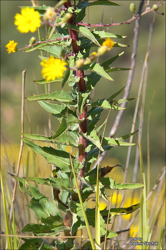 Image of Hieracium robustum specimen.