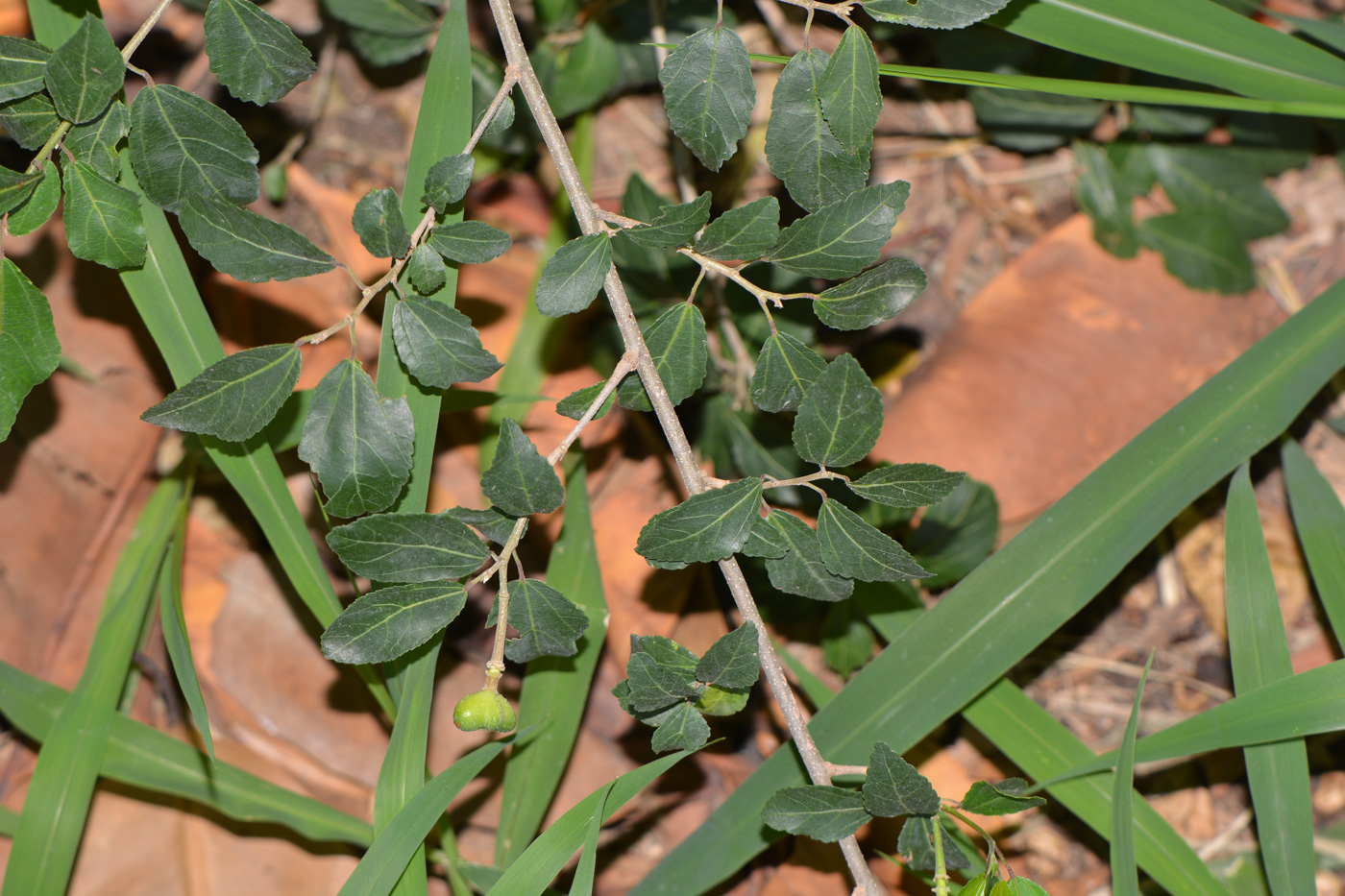 Изображение особи Grewia occidentalis.