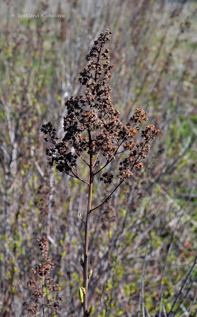 Изображение особи Spiraea alba.