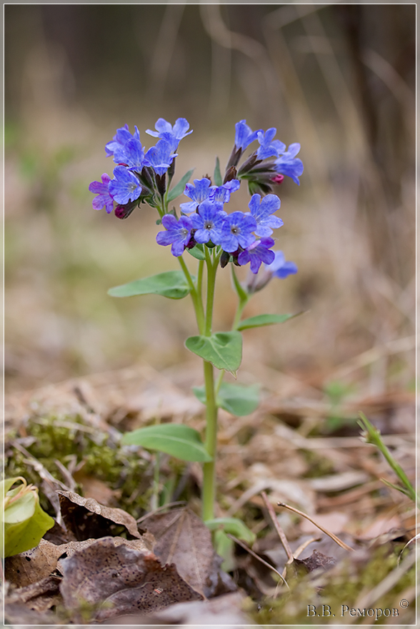 Изображение особи Pulmonaria mollis.