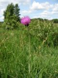 Cirsium dissectum. Верхушка цветущего растения. Нидерланды, провинция Drenthe, национальный парк Drentsche Aa, заказник Eexterveld, молиниевый луг. 14 июня 2008 г.