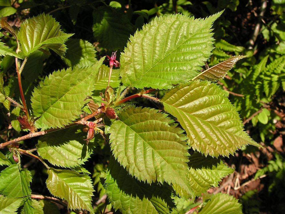 Image of Cerasus sachalinensis specimen.