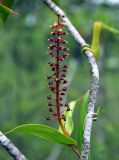 Nepenthes gracilis. Верхушка побега с соцветием. Малайзия, о-в Калимантан, национальный парк Бако, песчаниковое плато, ≈ 100 м н.у.м., редкостойный пустошный лес \"паданг\". 10.05.2017.