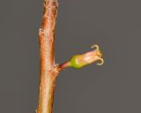 Commiphora habessinica. Часть побега с цветком. Израиль, впадина Мёртвого моря, киббуц Эйн-Геди. 24.04.2017.