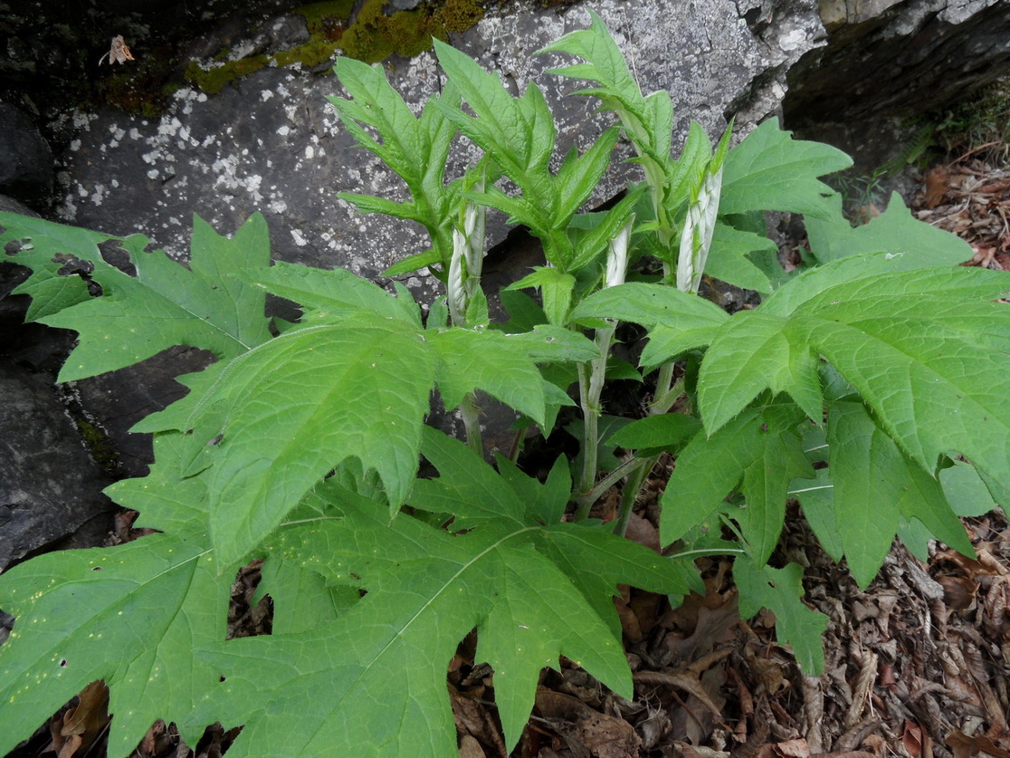 Image of genus Echinops specimen.