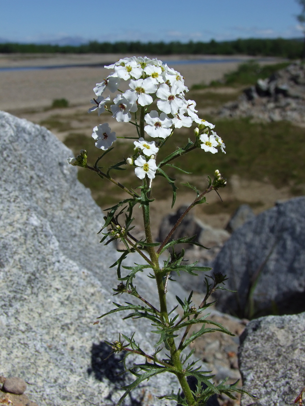 Image of Dontostemon pinnatifidus specimen.