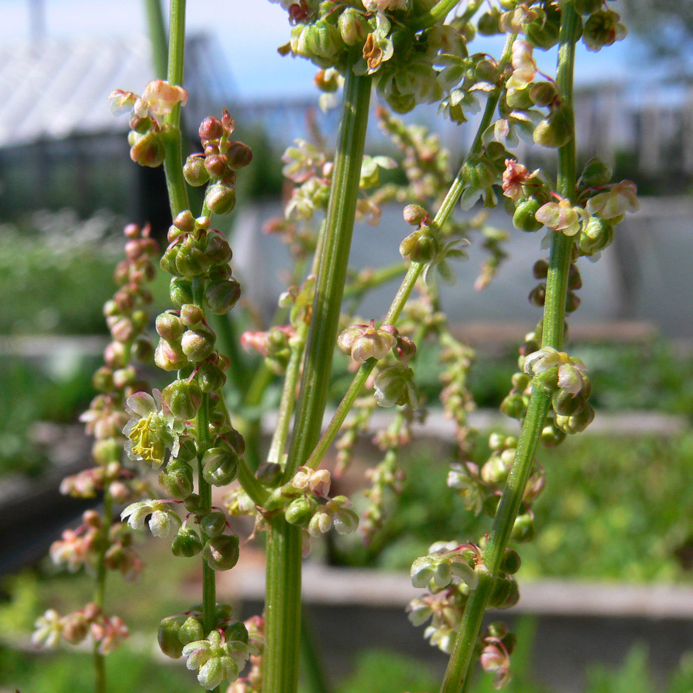 Image of Rumex acetosa specimen.