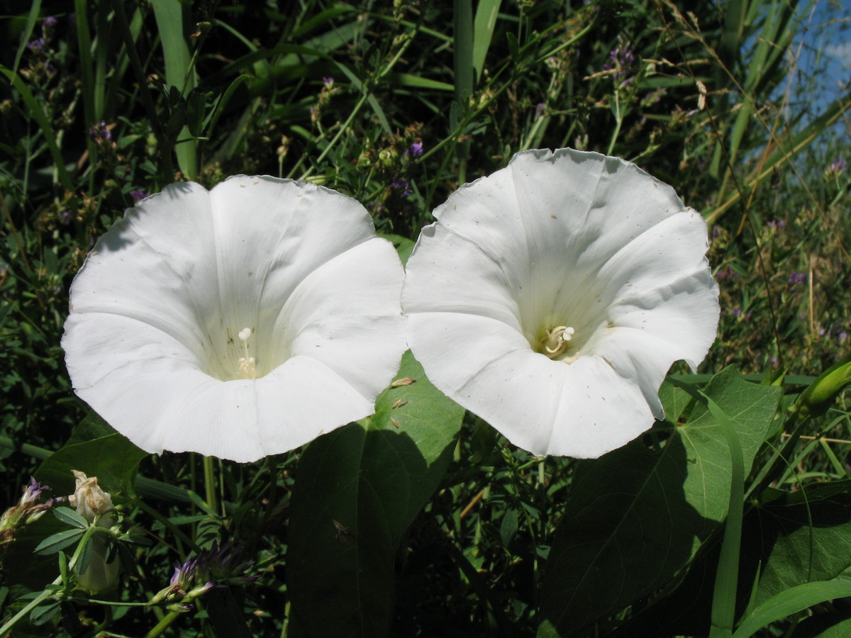 Изображение особи Calystegia sepium.