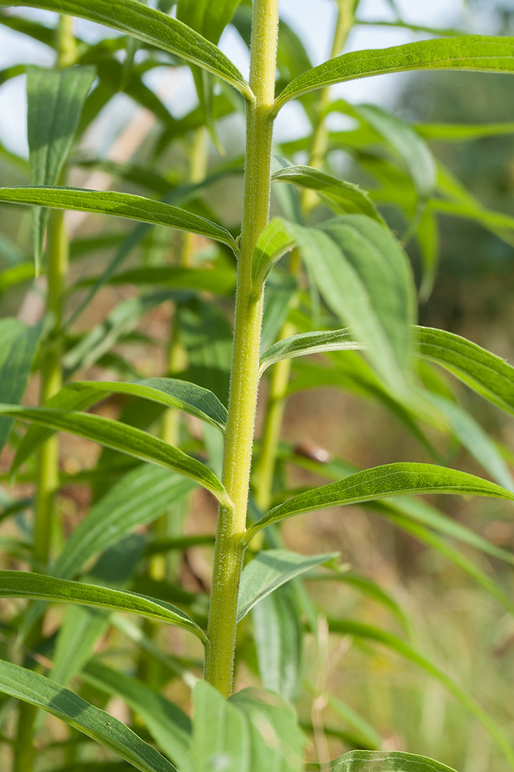 Image of Solidago canadensis specimen.