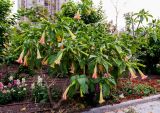 genus Brugmansia. Цветущее растение. Израиль, г. Бат-Ям, в озеленении высотного дома. 04.05.2018.