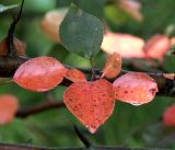 Malus niedzwetzkyana