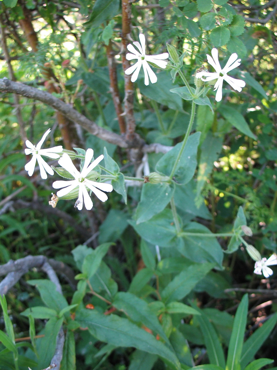 Image of Silene turkestanica specimen.