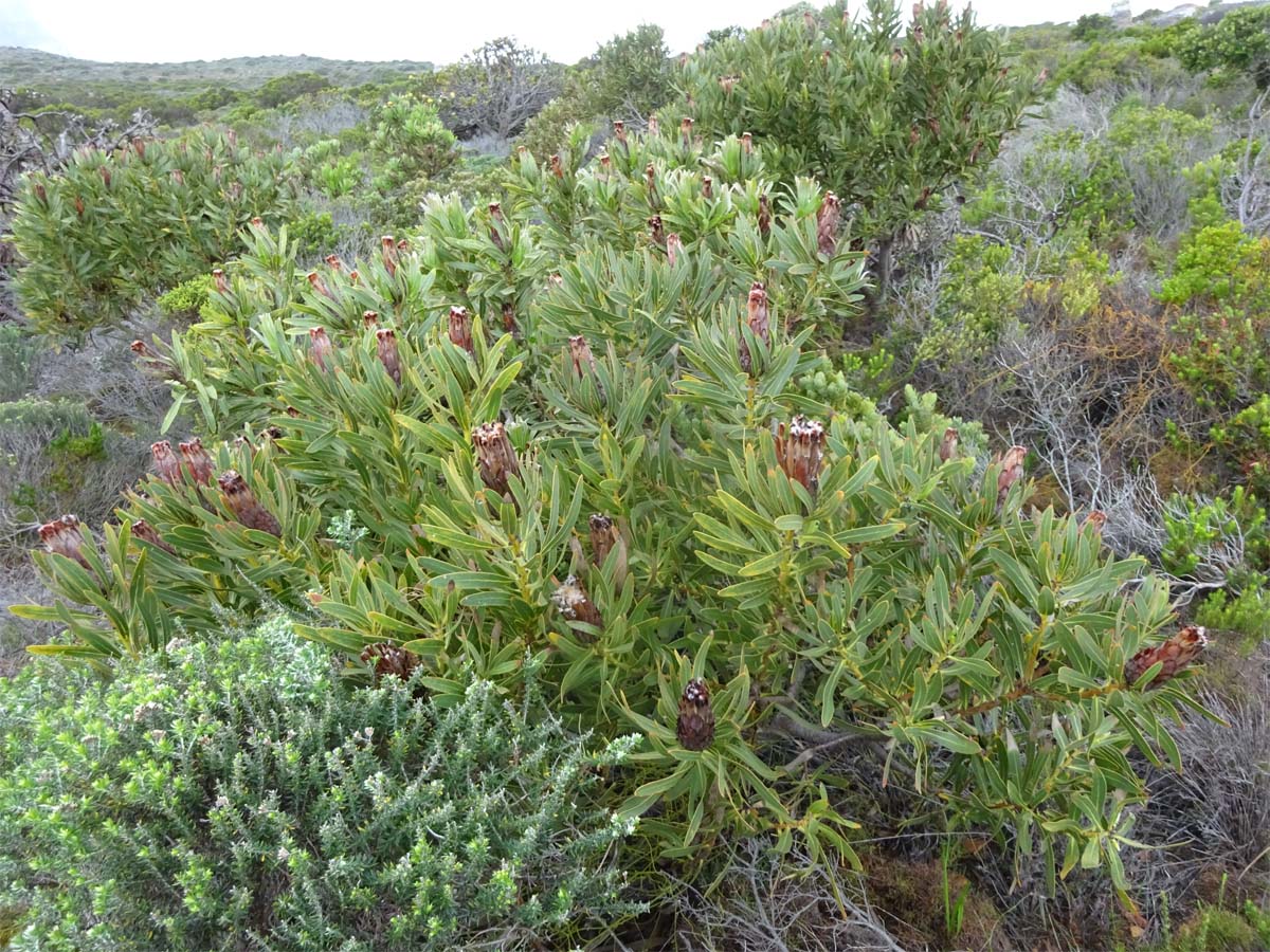 Изображение особи Protea lepidocarpodendron.