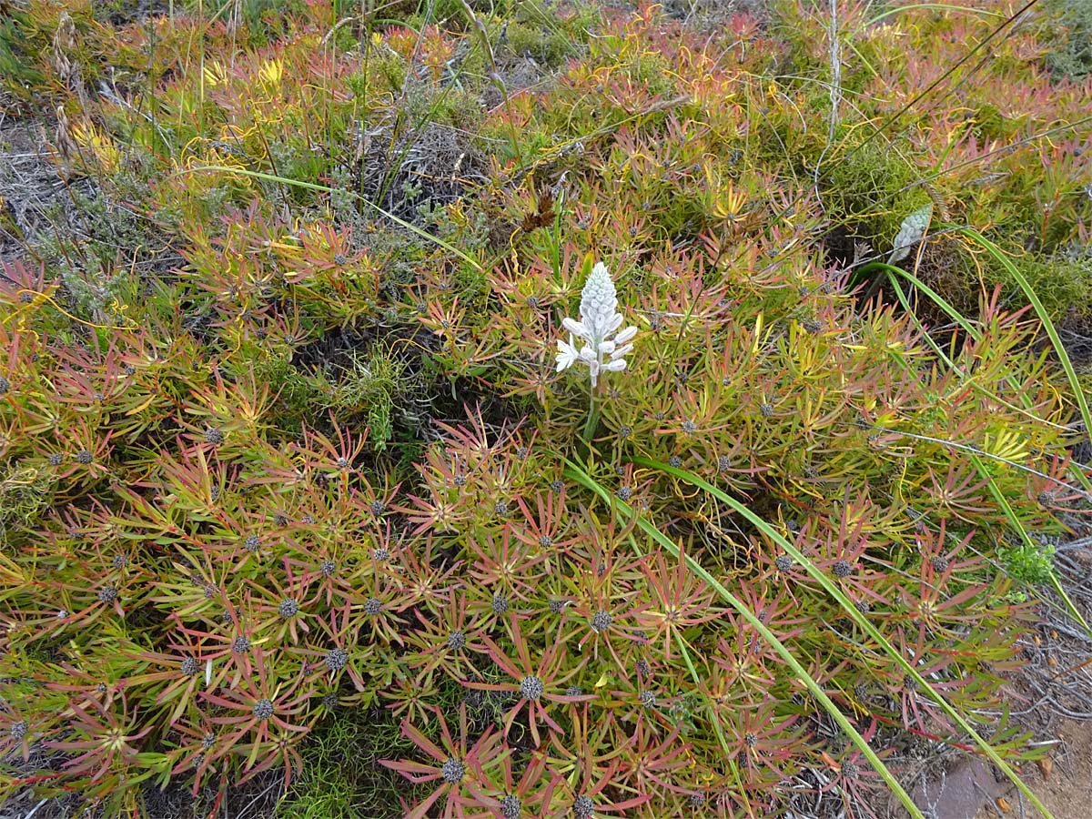 Изображение особи Trachyandra hirsutiflora.