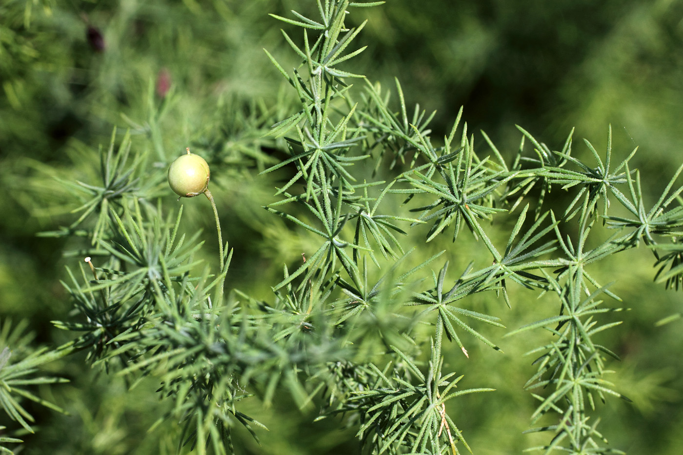 Image of Asparagus bucharicus specimen.